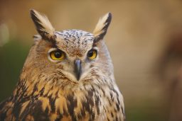 Do Owls Have Ears? ???? 2 owl with yellow eyes and warm background in spain P3GLU2F scaled e1619731263113