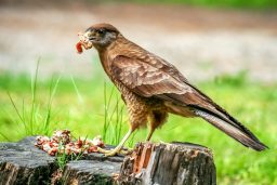 Do Hawks Hunt At Night Time? 3 patagonian hawk feasting on leftovers P5DG2U5 scaled e1619554575663