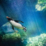 penguin diving PXZHG4P