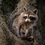 raccoon in a tree CJ3MUDP