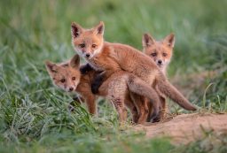 Are Foxes Bad To Have Around Your House? ???? 4 red fox kits U2BQ9GS scaled e1619811577217
