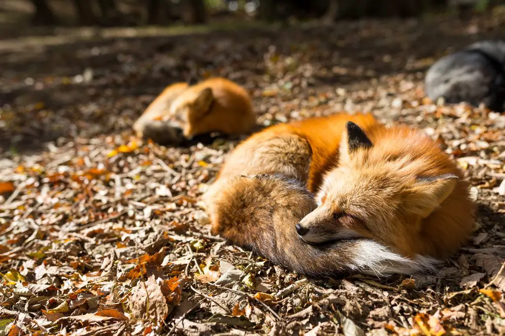 Where Do Foxes Sleep? In Dens or Out In The Open? ???? 2 red fox sleeping at outdoor SJYMYHN