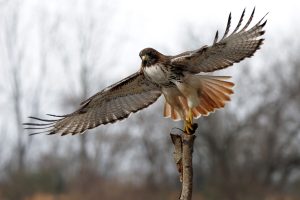 Do Hawks Eat Owls? Or The Other Way Around? ???? 2 red tailed hawk 7WX6XP7