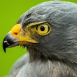 roadside hawk portrait PTLMDJN scaled e1619553786602