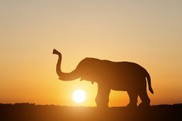 Do Elephants Have Hair Or Fur? ???? 3 silhouette elephant on sunset background QHG3PVR scaled e1619550901555