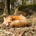 sleeping fox ZPTAZRC scaled e1660810822415