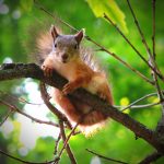 small squirrel CPWAW84