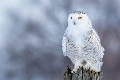 Do Owls Migrate? ???? 2 snowy owl bubo scandiacus PCA9L9E e1619772370186