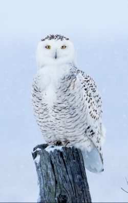Do Hawks Eat Owls? Or The Other Way Around? ???? 3 snowy owl bubo scandiacus PS853FZ e1619470488275