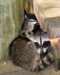 Do Raccoons Live In Packs? ???? 3 snuggling raccoons GLYWD36 e1630612062671