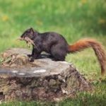 squirrel 9NAKLFP scaled e1619724553732
