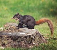 What Does It Mean When Squirrels Tap Their Feet? ????️ (Answered) 2 squirrel 9NAKLFP scaled e1619724553732
