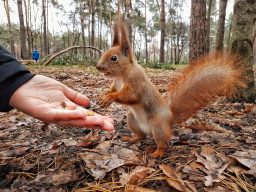 Can Squirrels Eat Chocolates or Is It Poisonous? ????️ 2 squirrel HAZXJST scaled e1646996292270