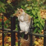 squirrel P4Y6PSK scaled e1671572962352