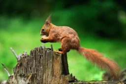 Where Do Squirrels Sleep At Night? ????️ (Answered) 3 squirrel with nuts PZ9LEMA scaled e1619730014188