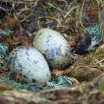 two eggs TRLP5FA