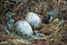 two eggs TRLP5FA scaled e1619814823300