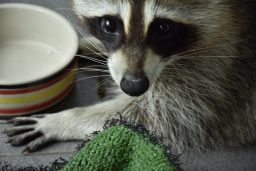 Do Raccoons Wash Their Food? ???? 2 very cute and funny baby raccoon looks into camera WT9ZX82 scaled e1619818255486