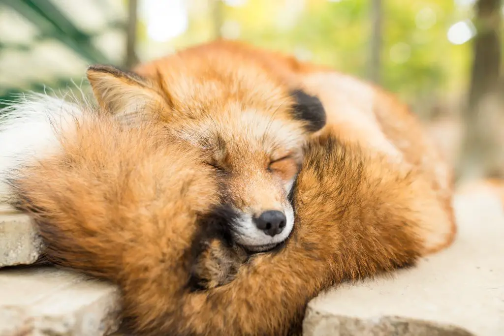 Where Do Foxes Sleep? In Dens or Out In The Open? ???? 3 wild fox sleeping 7W6JTCJ