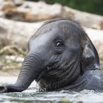 young indian elephant playing in the water LFTX965