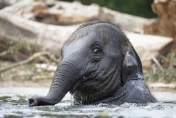 How Long Can Elephants Swim Underwater? 2 young indian elephant playing in the water LFTX965 scaled e1619461619204