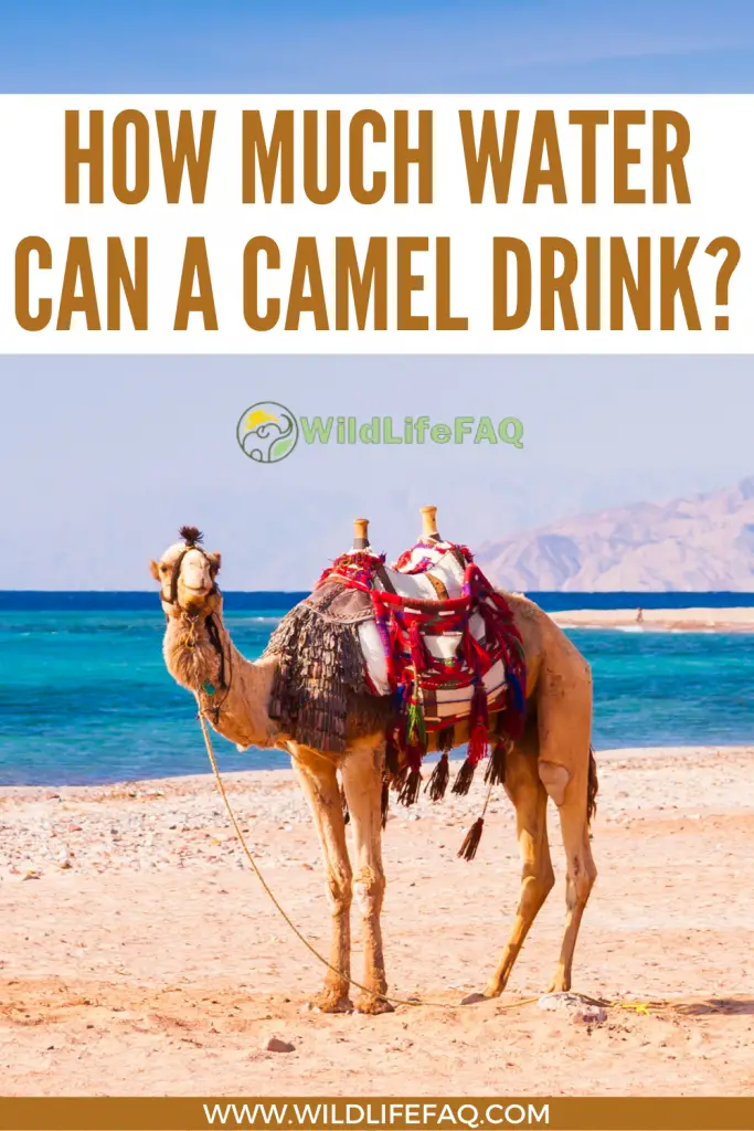 How Much Water Can A Camel Drink? (Explained) 4 8