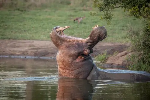 20 Of The Deadliest Animals in the World (Incl. Surprises) 6 A hippo, Hippopotamus amphibius, yawns in a waterhole