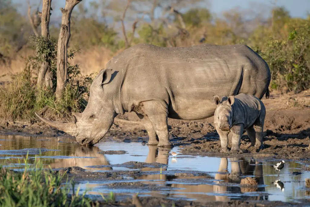 Can a Rhino Swim - And If So, How Fast? ???? (Answered) 2 a white rhino and calf ceratotherium simum drink a GT86T99