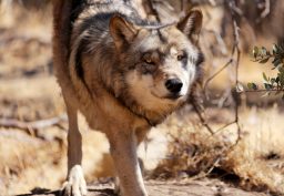 alaskan gray wolf JU5BDVF scaled e1642453137274