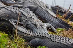 alligator P7KVU3N scaled e1634120757642