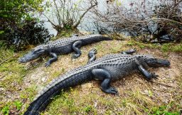 alligator PVZBLFA scaled e1636370791326