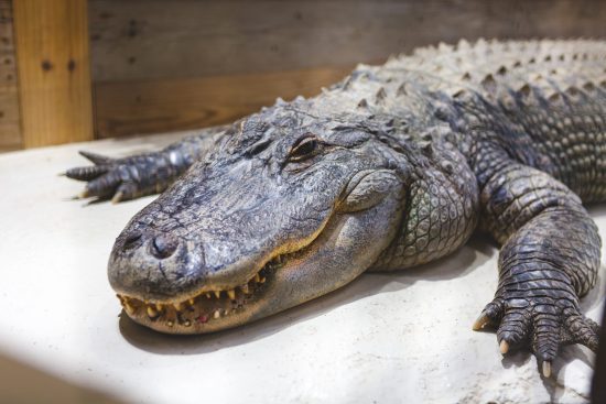 alligator XQNGAF3 scaled e1680346652413