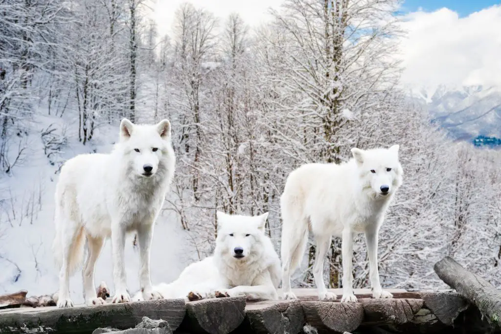 Are Wolves Lone or Pack Animals? ???? (Explained) 2 Arctic Wolves. White wolf in Winter Forest