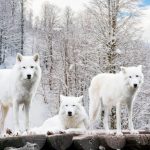 Arctic Wolves. White wolf in Winter Forest