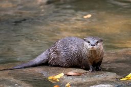 asian small clawed otter aonyx cinereus in river 2C96AJE scaled e1632773538288