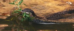 asian small clawed otter aonyx cinereus in river KZJPHAN scaled e1632917321409