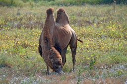 What Is The Difference Between A Camel And A Dromedary? 4 bactrian camel camelus bactrianus YHKDS9T 1 scaled e1631215569964