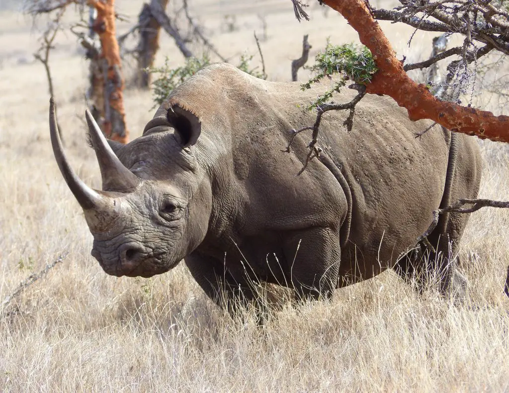 Do Rhinos Have Hair or Fur? ???? (Answered) 2 black rhino in lewa wildlife conservancy kenya SLUAW2A
