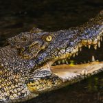 borneo sarawak malaysia june 2014 crocodile in the E59U3ZR scaled e1656456200909