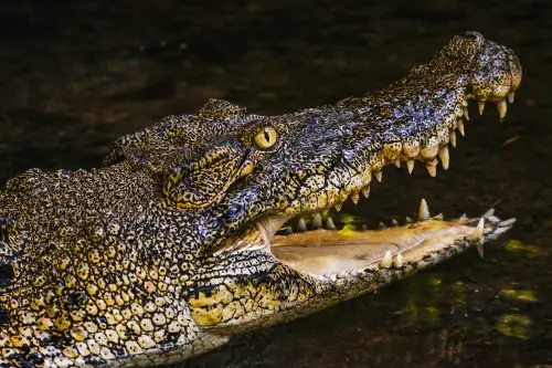 borneo sarawak malaysia june 2014 crocodile in the E59U3ZR scaled e1656456200909