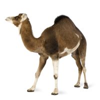 What Is The Difference Between A Camel And A Dromedary? 2 camel P8DEPD4 e1631215462907