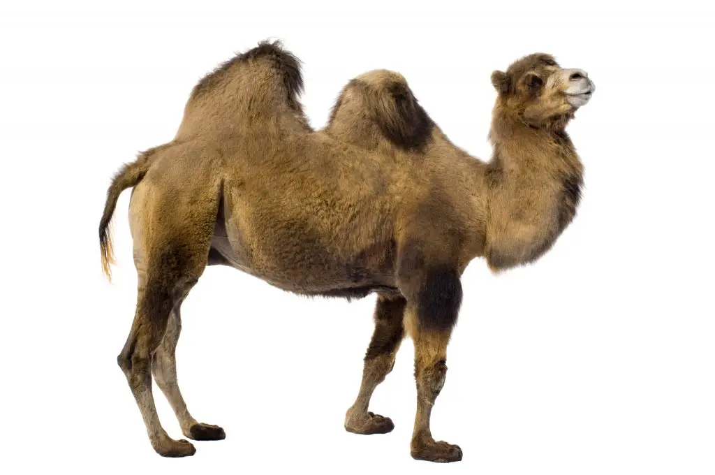 How Many Humps Does A Camel Have - And What Are They Called? 3 camel P8RQAVX