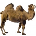 camel P8RQAVX
