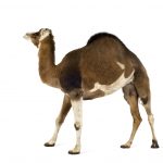 camel PH87G3L