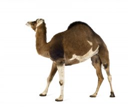 How Many Humps Does A Camel Have - And What Are They Called? 2 camel PH87G3L scaled e1631216793114