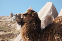 camel head portrait CMLRMDX 1 scaled e1631647457614