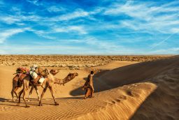 How Do Camels Survive In The Desert? 3 cameleer camel driver with camels in dunes of thar U2DF9A8 scaled e1631183647743