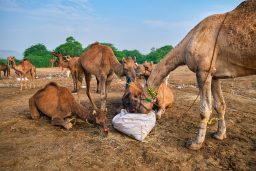 How Much Water Can A Camel Drink? (Explained) 3 camels at pushkar mela pushkar camel fair india 2RNADSR scaled e1631214867560