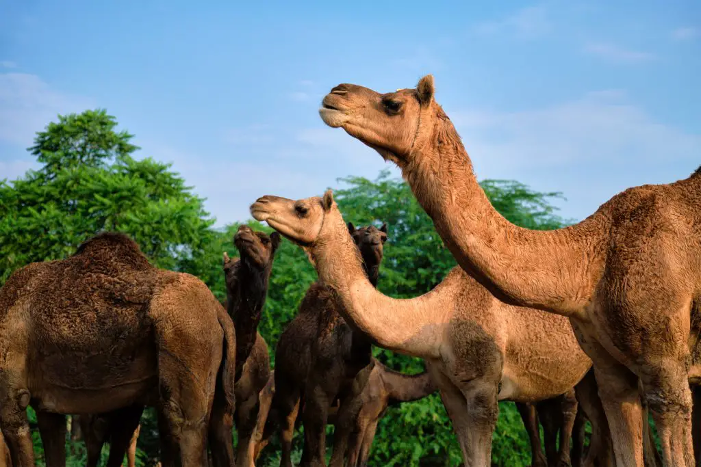 How Long Can Camels Go Without Drinking Water? 2 camels at pushkar mela pushkar camel fair india CP4WZ3B