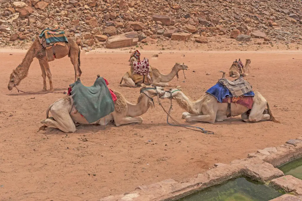 How Much Water Can A Camel Drink? (Explained) 2 camels nuzzling at an oasis HL5JR39